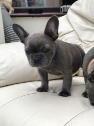 Frenchbulldogs Puppies Due