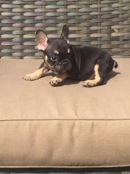 Adorable Akc Registered French Bulldog Hc Cleared