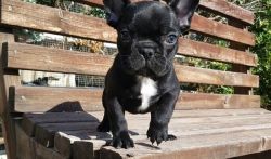 Kc Registered French Bulldog For Sale