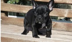 Kc Registered French Bulldog Boy For Sale