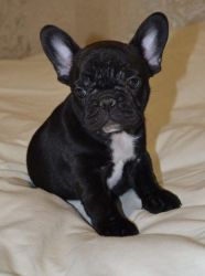 Up too #1000 OFF!!!European decent French bulldog puppies