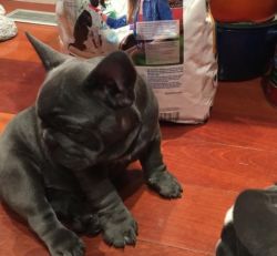 Outstanding Litter of Healthy AKC French bulldog Puppies available