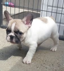 Fawn Pied French Bulldog Pup.