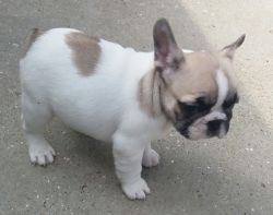 Fawn Pied French Bulldog Pup