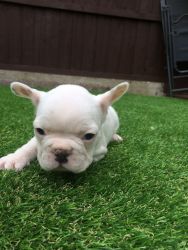 Pied French Bulldog Carrie Choc Ready Now