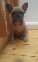 Cute French Bulldog Puppy Carrying At For Sale