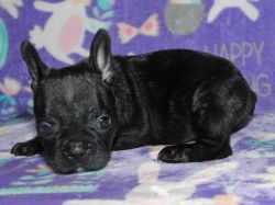 Ready To Go Kc Reg Fawn French Bulldogs For Sale