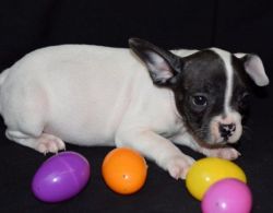Cute French Bulldog Puppy Carrying At For Sale
