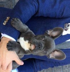Charming French Bulldogs for Adoption