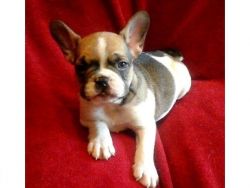 Male French Bulldog Puppy for Sale!!!