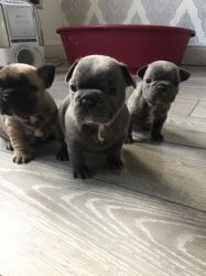 Blue French Bulldogs For Sale !