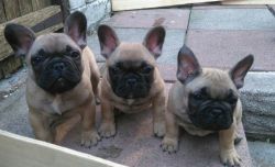 Two Beautiful French Bulldog Girls Puppy's