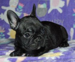 Kc ((ready To Leave)) French Bulldog Puppies