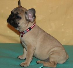 Fantastic Fawn French Bulldog Puppies For Sale