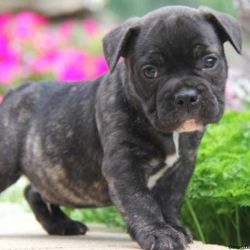 French Bulldog Mix Puppies For Sale