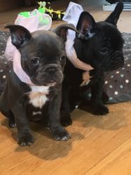Beautiful Frenchies, Ready Now!!