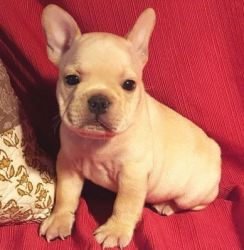 2 French Bulldog Puppies Available