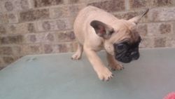 French bulldog pups 2 girls available .The pups are true to type with