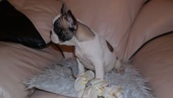 Pretty french bulldog available