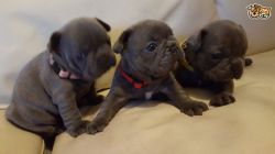 Blue French Bulldog Puppies - Kc Registered