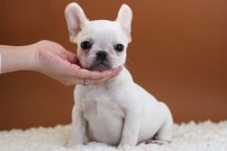 Beautiful Cream White French Bulldog puppies