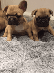 Stunning French Bulldog Puppies For Sale