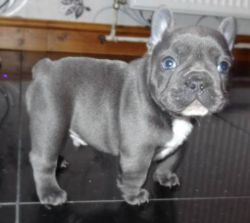 french bulldogs have great markings