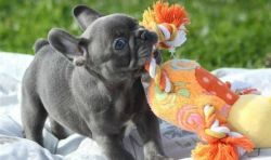 French Bulldogs looking for new homes for a small fee