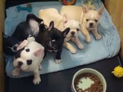 Pure Breed French Bulldog puppies (xxx) xxx-xxx4