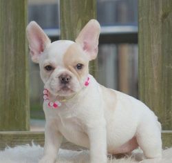 Cute French Bulldog puppies For Sale