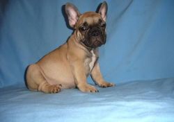 Cute French Bulldog puppies For Sale.