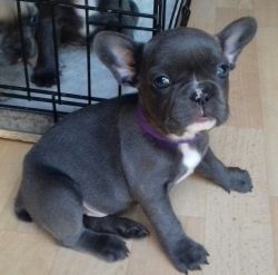Stunning Litter Of Fully Tested French Bulldogs
