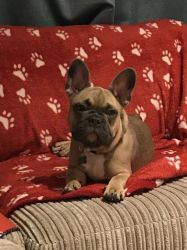 8 Month Old Kc Registered French Bulldog Puppy