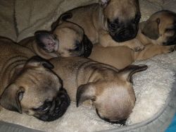 Kc Registered Fawn French Bulldog Pups Available