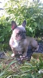 French Bulldog Puppies From Health Tested Parents