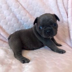 Black Pedigree French Bulldog Pup on sale