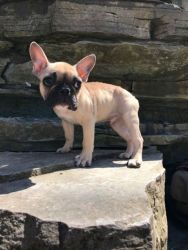 Male French Bulldog Puppy available