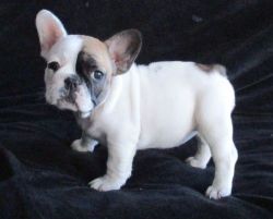 Beautiful French Bulldog puppies For Sale