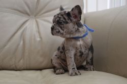 For Sale Solid Blue Kc French Bulldogs