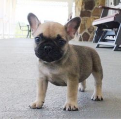 Well Socialized French Bulldog Puppies For Sale