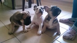 playfull French Bulldog puppies