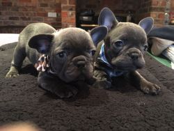 Both Blue French Bulldog Puppies Available Now