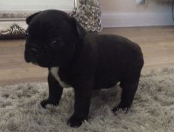 French Bulldog Hc-hsf4 Clear Parents