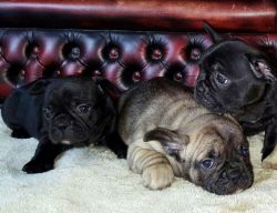 Super cute french puppies for sale