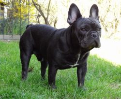 male frenchbulldog for sale