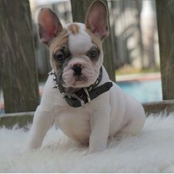 French Bulldog puppies with lovable spirit