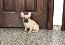 Magnificent Fawn French Bulldog Puppies