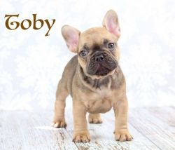 Stunning Show Quality French Bulldog Pups For Sale