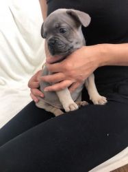 Blue Frenchie Male Ready To Leave