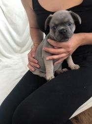 Solid Blue French Bull Dog With A Flaw